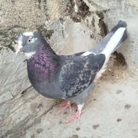 کبوتر پرشی گرفتنی تیر ماهی ۶تا ماده یکجایی|پرنده|تهران, نعمت‌آباد|دیوار