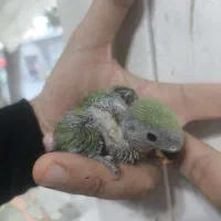 جوجه طوطی برزیلی سرلاکی|پرنده|مهاباد (آذربایجان غربی), |دیوار