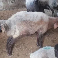 یک شیشک سینه کرده دو تا دوقلو