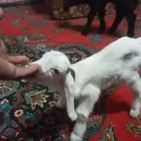 بره شیری و بزقاله شیری