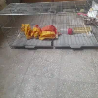 ۳عدد قفس سایز بزرگ به همراه ۱عدد جوجه پران|لوازم جانبی حیوانات|یزد, |دیوار