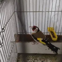 قناری|پرنده|خرم‌آباد, |دیوار