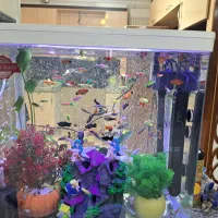 آکواریوم|ماهی|کرمان, |دیوار