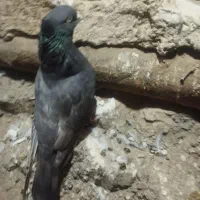 کبوتر زاغ