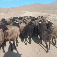 گوسفند ماده