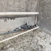 کبوتر هلمت امریکایی طوقی مسافتی|پرنده|هشتگرد, فاز ۳ مهستان|دیوار