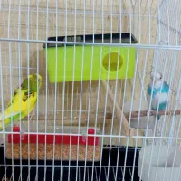 یک جفت مرغ عشق 4ماهه|پرنده|اردبیل, |دیوار