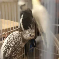 ۳تا عروس هلندی|پرنده|بندر گناوه, |دیوار