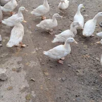 اردکها بالای ۳ ماهشونه کاملا سالم