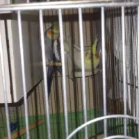 جفت عروس هلندی و تخم|پرنده|اهواز, نادری|دیوار