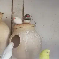 مرغ عشق فروشی|پرنده|چابهار, |دیوار