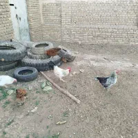 مرغ و خروس محلی