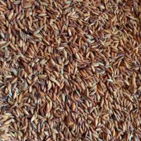 شلتوک درجه یک بذری حمیدیه