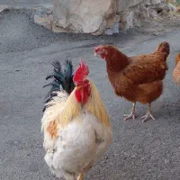 فروش حیوانات وخروس|حیوانات مزرعه|موچش, |دیوار