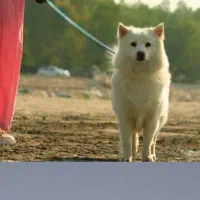 فروش یا معاوضه سگ نژادهاسکی وساموییدبا گلدن یاژرمن