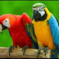 عروس هلندی تعداد میخرم|پرنده|یزد, |دیوار