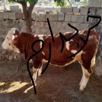 خریدو فروش گوساله ماده سیمینتال و نر