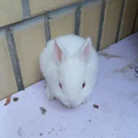 بچه خرگوش سفید چشم صورتی