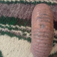 سلام سنگ فسیل