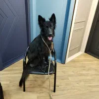 ژرمن بلک ماده مو بلند