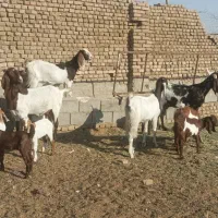 بز زاییده|حیوانات مزرعه|سبزوار, اسلام آباد|دیوار