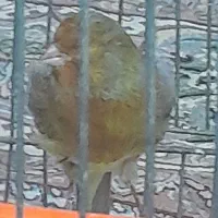 قناری نر سبز دارچینی|پرنده|تربتحیدریه, یحیی آباد|دیوار