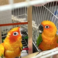 پادگان پرندگان انواع طوطیسانان سخنگو رام|پرنده|تهران, جیحون|دیوار