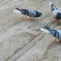 دمگیر خرقه سینه واز تهرونی|پرنده|ابریشم, |دیوار