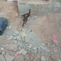 جوجه لاری
