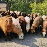 برهه نر قربانی نذری بیابونی پلاک دامپزشک