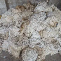 پشم گوسفند