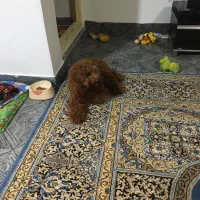 پودل|سگ|چمستان, |دیوار