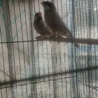 نرگسی شکلاتی مولد و نرتک مست وسهره اهوازی