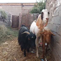 ۳ عدد بز