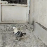 کبوتر کل سفید کاکلی پلاس افشون پلاکی