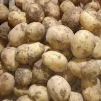 سیب زمینی حراج