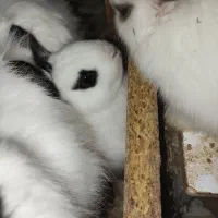 بچه خرگوش|موش و خرگوش|آبیک, |دیوار