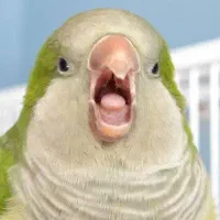 پرنده پیدا شده در محدوده ی خانه ۵ طبقه