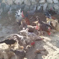 فروش خروس گلین و کوردی|حیوانات مزرعه|کارزان, |دیوار