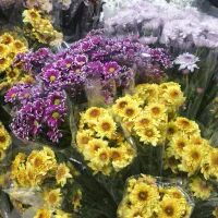 گل داوودی رنگی شب یلدا