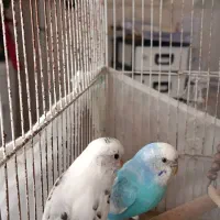 مرغ عشق|پرنده|شیراز, زند|دیوار