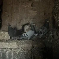 کبوتر کفتر