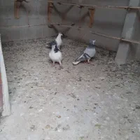 کفتر کبوتر چادری