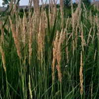 نیاز به راهنمای و(شراکت)