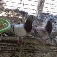 قابل معاوضه