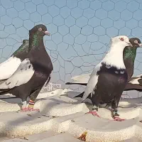 رنگی هوایی|پرنده|اهواز, امانیه|دیوار