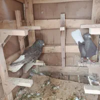 کفتر|پرنده|شیراز, نارنجستان|دیوار