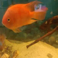 ماهی گوشت خوار