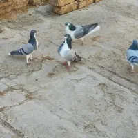 دمگیر خرقه سینه واز تهرونی