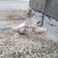 کبوتر